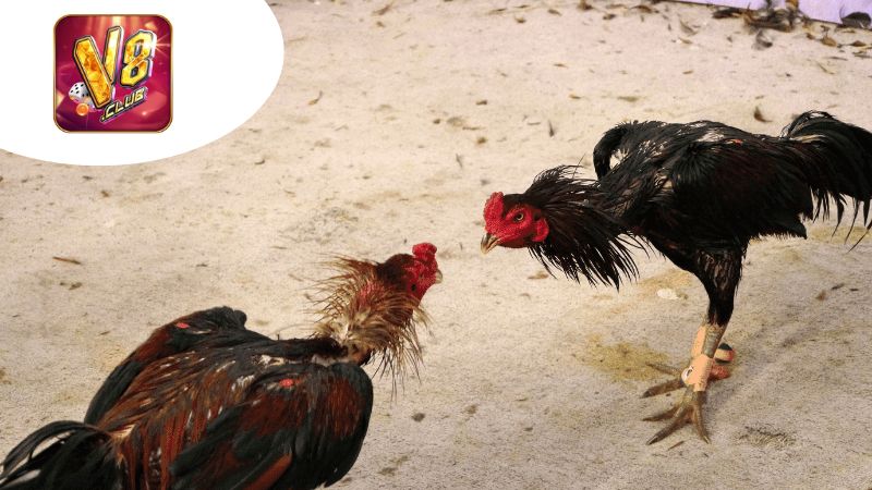 Khái Niệm Về Đấu Gà Chuyên Nghiệp