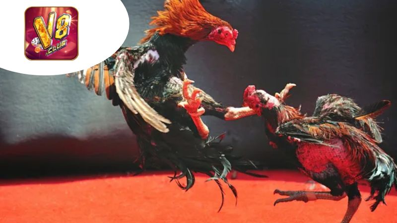 Cách Tham Gia Đấu Gà Tại V8Club