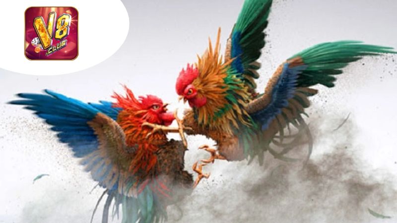 dau-ga-chuyen-nghiep-tai-v8club